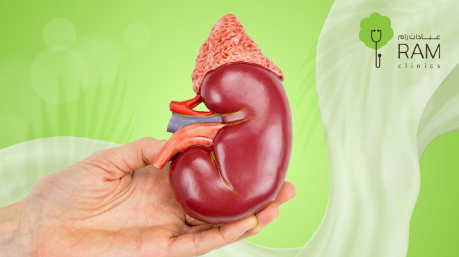 تحليل-وظائف-الكلى